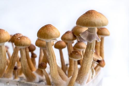 Types of mushrooms dispensary available in the market